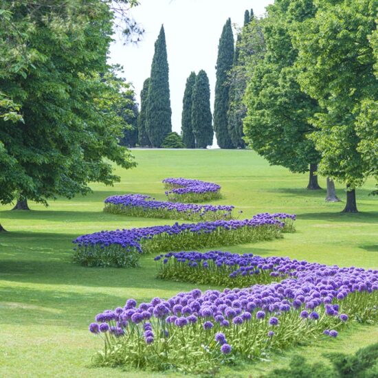 Parco_giardino_sigurta_e_la_fioritura_di_allium Parco_giardino_sigurta_e_la_fioritura_di_allium